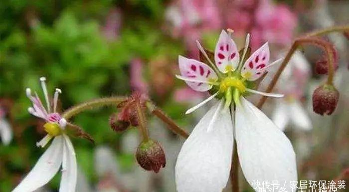  『药材』乡下一种野草，人称“耳朵红”，是一种珍贵药材，遇见要珍惜