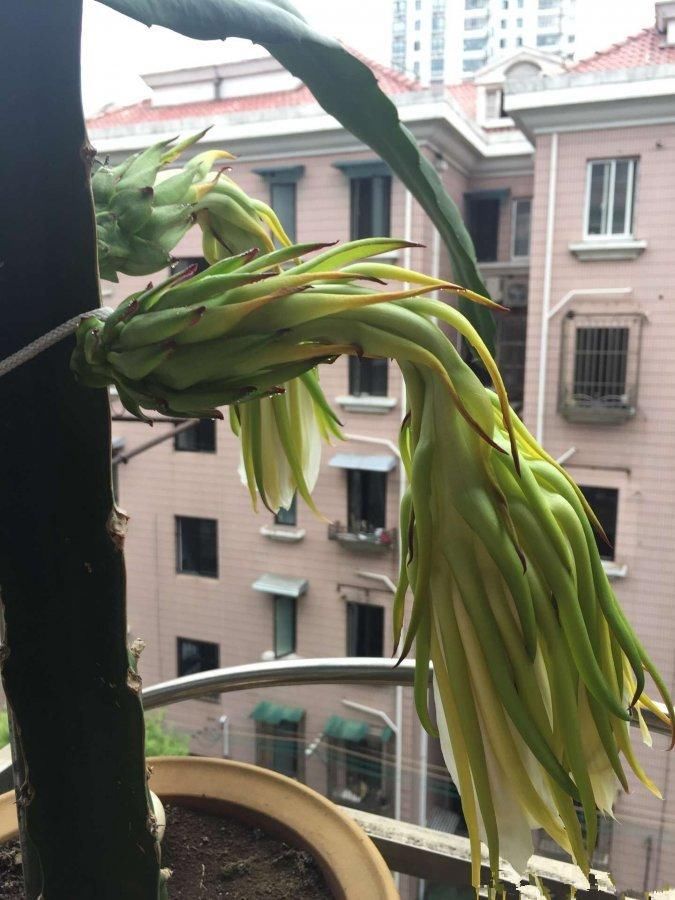 阳台上火龙果3年不开花,老公气得砍半截,然后