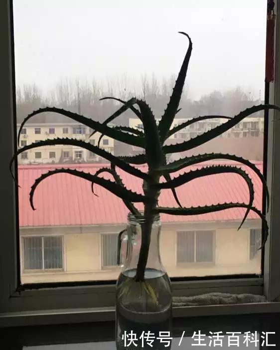  「天一」养花技巧：安全度夏水培花，天一热就养它，1杯水养爆盆
