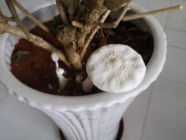  [黄花酢浆草]花盆里长出蘑菇，马上拔干净，否则就是大祸害！