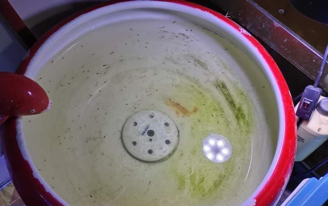  种鱼■想要孔雀鱼不断爆缸繁殖，也要注意及时淘汰掉年老的种鱼