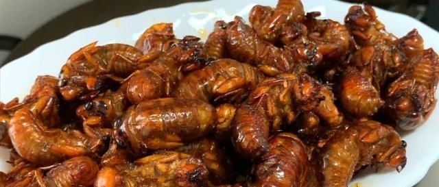  「开张」山东最大的露天金蝉早市开张，日交易量超10万元，变蝉