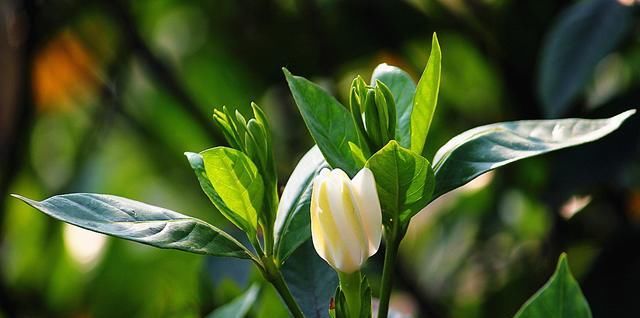  『不再』栀子花花期有多长？什么季节盛开？知道这2点，不再错过美丽花景