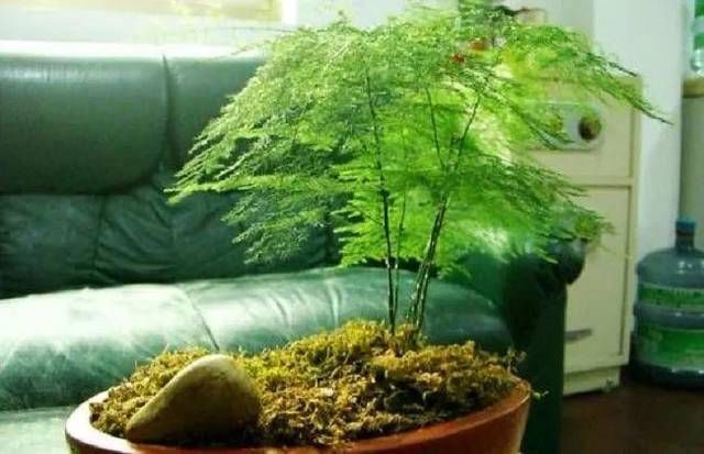  『根部』土培文竹改水培，做好这4步就可以，水培干净卫生，观赏度还高