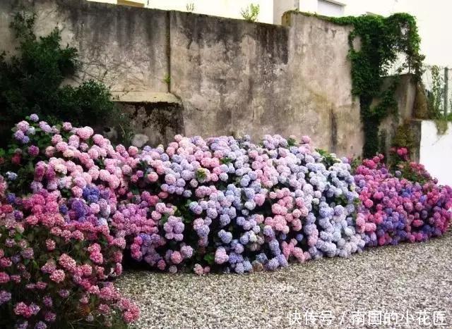  【花钱买】3种花太贵，不用花钱买，剪3根枝插土里，2周能生根！