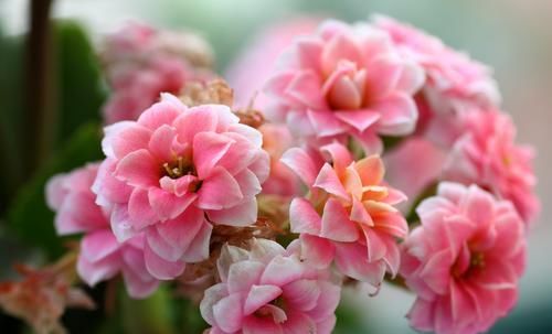  「艳丽」此花花期长，花色艳丽丰富，花量大，寓意美好，幸福吉祥