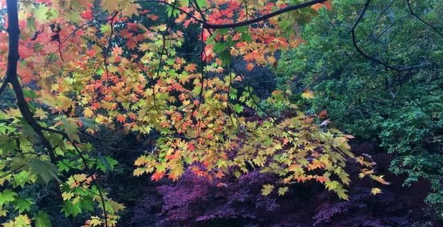 又一个红叶王国!国内这处秘境,有比肩枫叶之国加拿大的醉美秋色