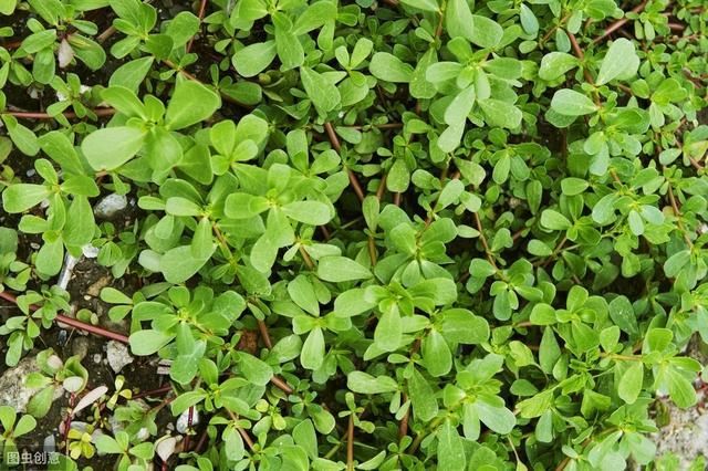  没错@七八十年代喂猪的野草，不是中药材就是野菜，吃过的是土豪