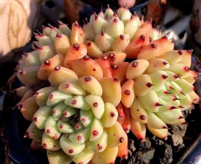  『花盆』换盆后的多肉植物多久浇水?选择好时间,生根快!