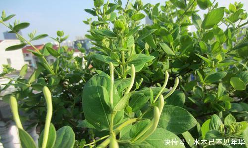夏季|夏季摘1个枝,丢盆里,来年花开满阳台,成枝肥叶壮有价值的盆景