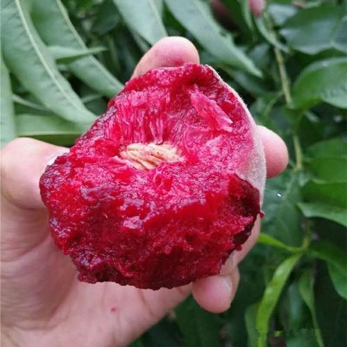 如果阳台有空地，建议种上这果苗，浇浇水就能养活，果子随手摘