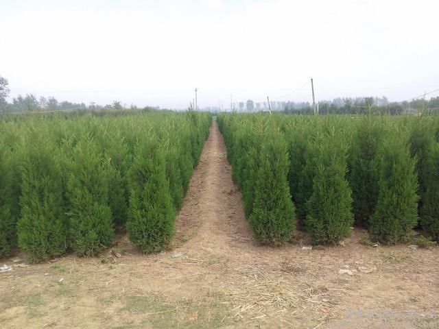  「种植的苗木」村民跟风种植苗木，种植多年卖不掉，还不如种庄稼，这是为啥呢