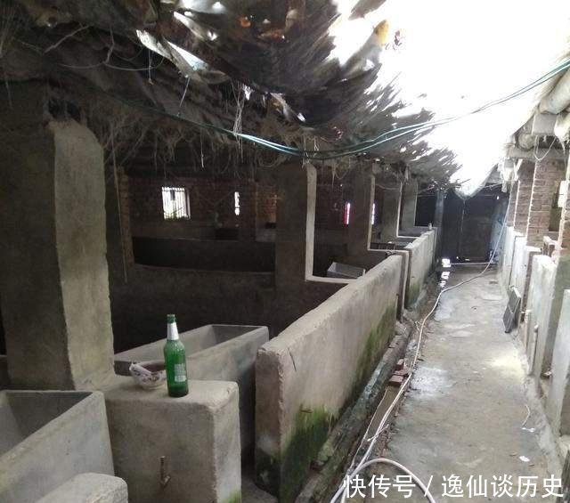  [兽医]农村人养猪的一天, 能赚到钱的没有几个!