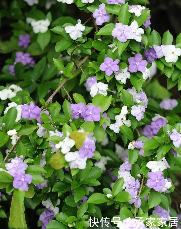  #起劲#3种开花劳模，一个比一个开得起劲，一开就是一面花墙！