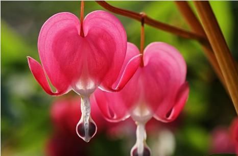  #光照#这些菊花是天然的香水，开花后比香水还香，耐寒耐旱易成活