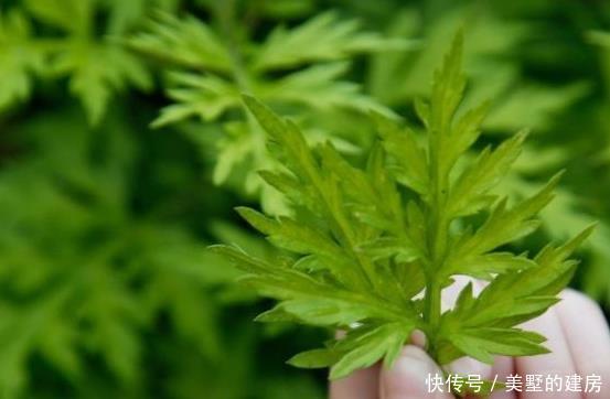  【轻松】这3种花天生就是蚊子的克星！夏天放几盆轻松度夏，一觉到天亮