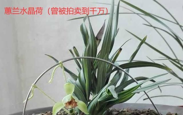  「名贵」名贵兰花价值百万、千万,那什么兰花才算是名贵兰花?