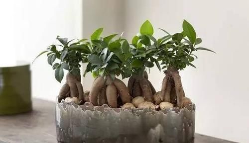  『植物』远离植物杀手，你需要这12种植物