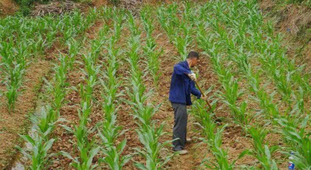 10年后农村地由谁来种，房子谁来住？看完后瞬间恍然大悟