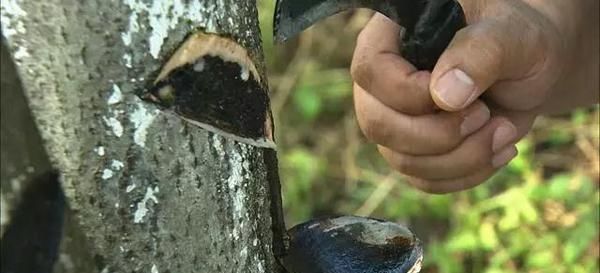  「漆树」市场供不应求，割一公斤可卖600元，比种地轻松，几乎没