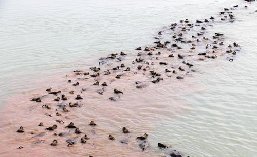 震撼！四川蓬安上演“百牛渡江”生态奇观