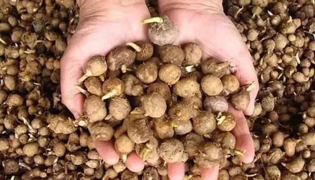  [玉米]农民不种玉米种它，虽产量远远不及玉米，但收益却是种玉