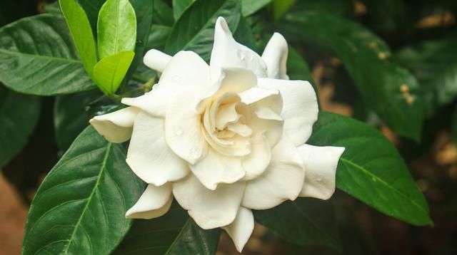 『露养』不适合室内养的5种花草,入手要谨慎,没有露养条件白花钱