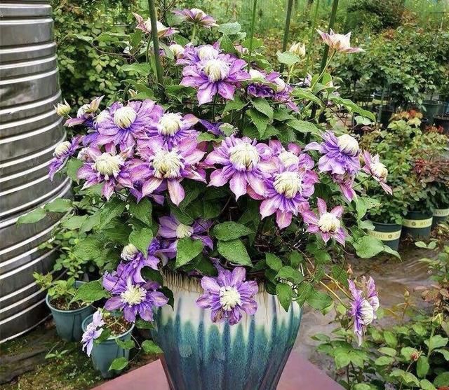  家里：家里有4种花，春天搬到外面给足“大太阳”，花朵大、还爆盆