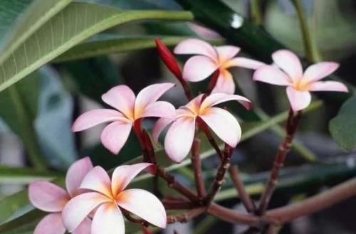  「家里」花朵迷人芬芳的鸡蛋花，还能用枝条培育成家里的盆栽