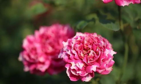  [珍品]“珍品玫瑰”紫雾凝霜，花型秀美，美丽怡人，堪称养花必备