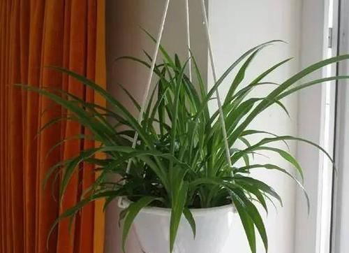  『好处』这些常见植物，放家里有很多好处！