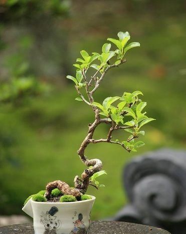 60例盆景树种，总有属于你的那棵（建议收藏）