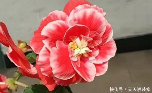 「漂亮」花卉中的“另类”,一蒂两花、一雌一雄,既像牡丹又像茶花