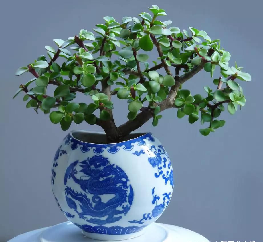  「发蔫」?金枝玉叶掉叶子，叶子发黄发蔫，从这4步做起，预防解决坏毛病