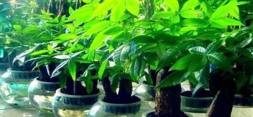  「不理」发财树要“贱养”！好吃好喝活不长，扔在一边不理，能活几十年
