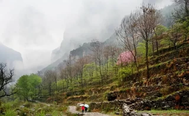 新乡南太行|多情最是春雨生,花开疫散,就来这里踏青赏花吧【2020热门旅游景点】