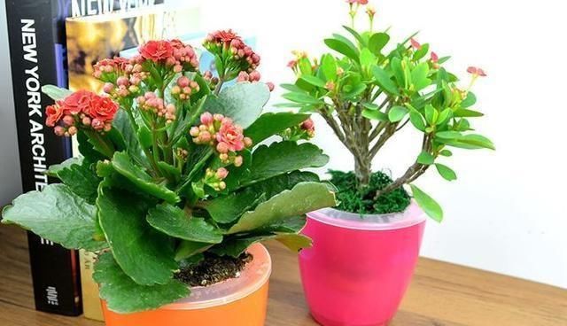  [生活]这种花卉植物，比绿植好看，净化空气还能赏花，夏季种植别有风味