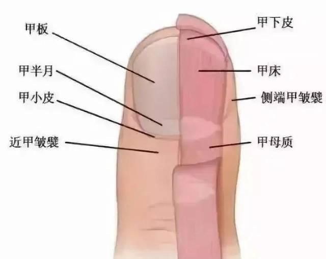 『月牙』指甲没月牙不健康?有条纹体质差?指甲的这些“绯闻”,别再信了!