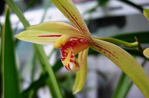 『香味』堪称兰界锦旗,整年开花,花色鲜艳耀眼,芳香完胜香水一株香满院