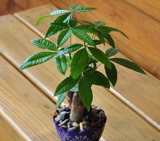  经验■18种植物的养护大全，小编多年来的养花经验