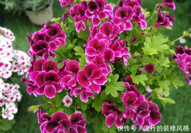  #补充养分#这花千万别养老桩，越老越不开花，想赏花砍1刀，立马满头花苞