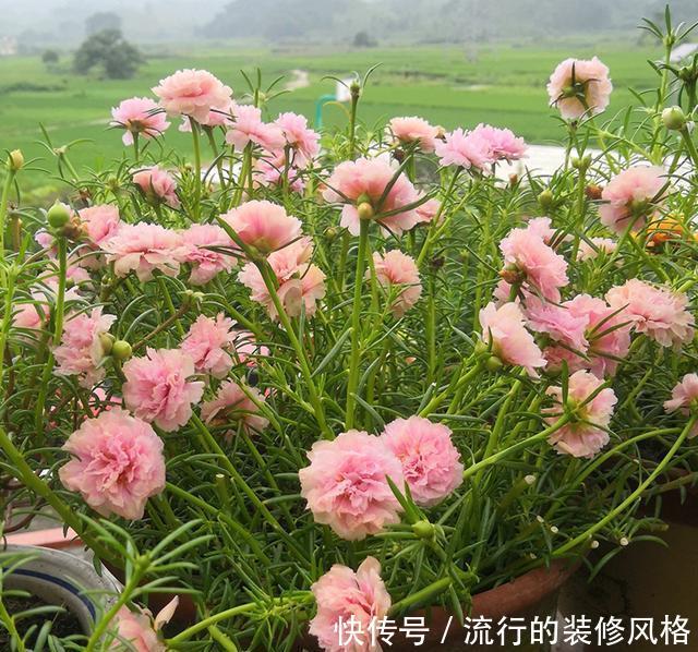 「扦插」扦插太阳花,1根枝条就长满花盆,很简单,小时候的回忆