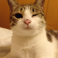 双眼皮“黄金不败宽度”来了!某璐要是早看到也不至于割完眼皮又