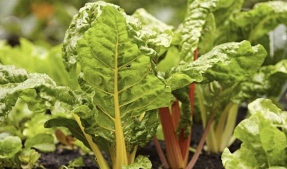  [牛羊]一种野菜以前只用来喂牛羊，如今成饭桌上的美味，网上一