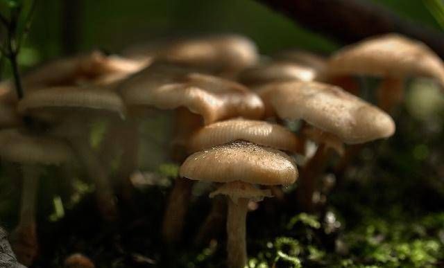  『蔬菜』如何正确地清洗蔬菜？你只是用水洗吗？小心这病！