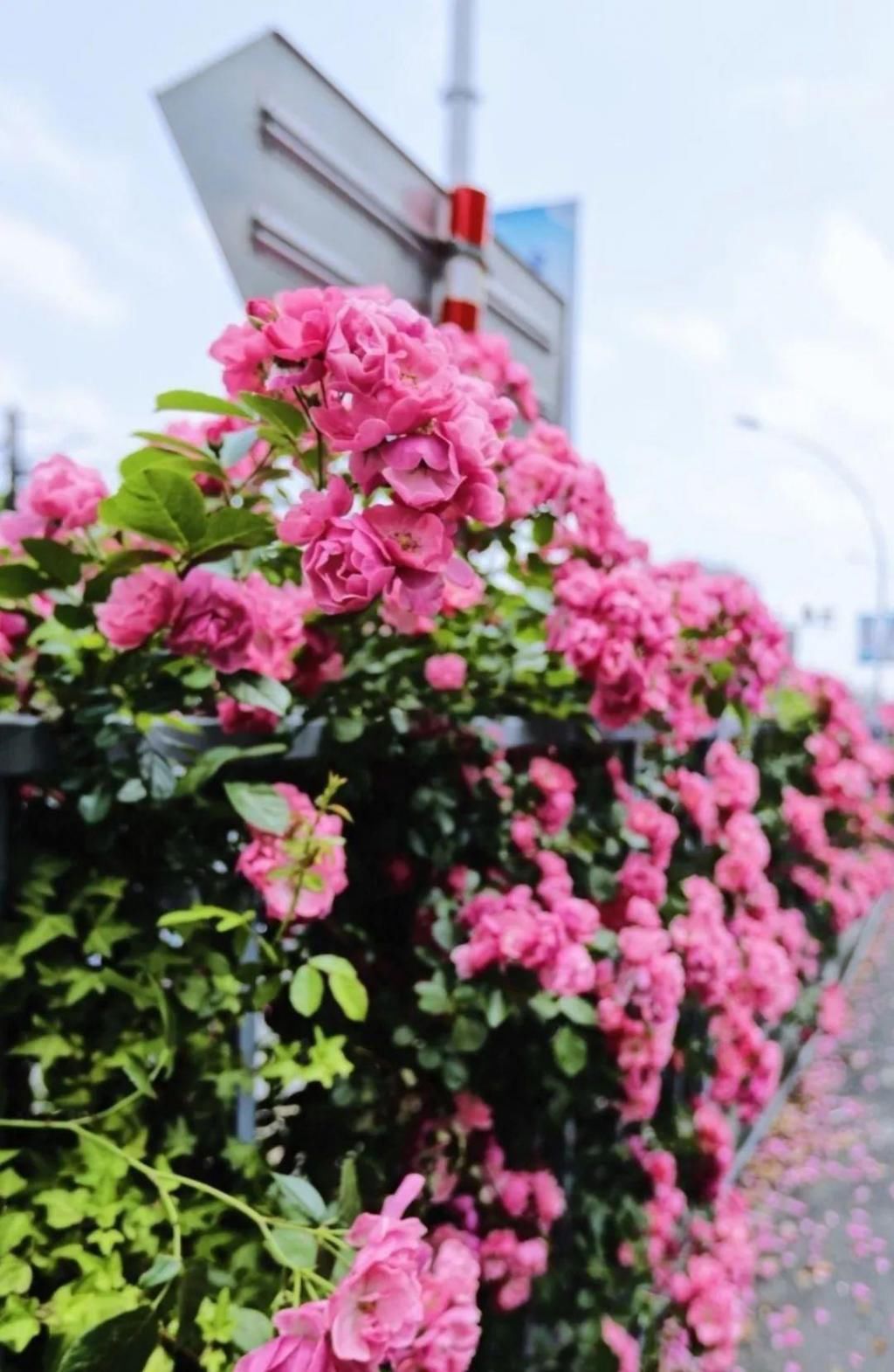  不少：惊艳！月季盛开，松江这条“花路”风景你错过了吗？
