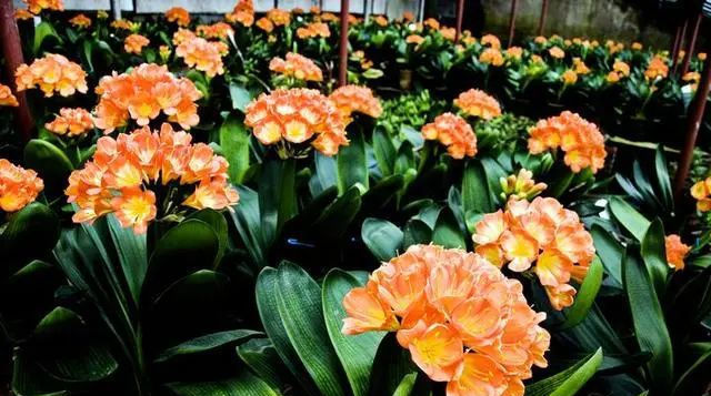  入秋@4、5月逛花市,见到6种花“管住手”,度夏难,喜欢就入秋再买!