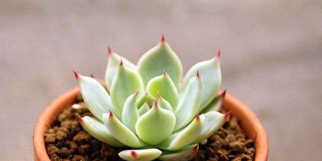  [植物]水培的多肉植物还能不能转为土培?