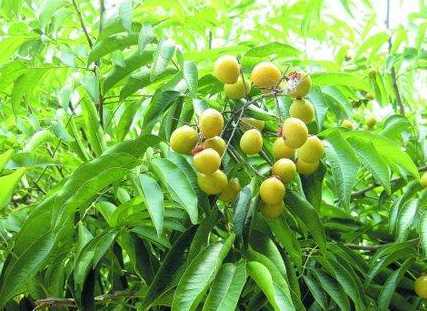 医生建议：女人想要美容，夏天多吃此野果，能收敛毛孔，美白去斑