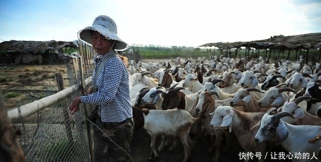 「利润」农村养羊能发财吗？老农民：发财的是这几种人，看你在不在其中